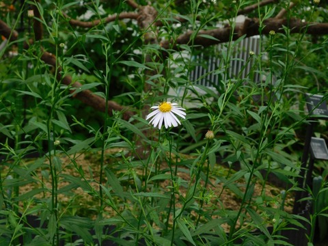 DSCN4338