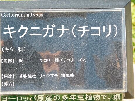 DSCN6602