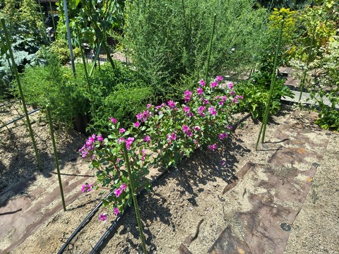 IMG_20260728_112507800_HDR