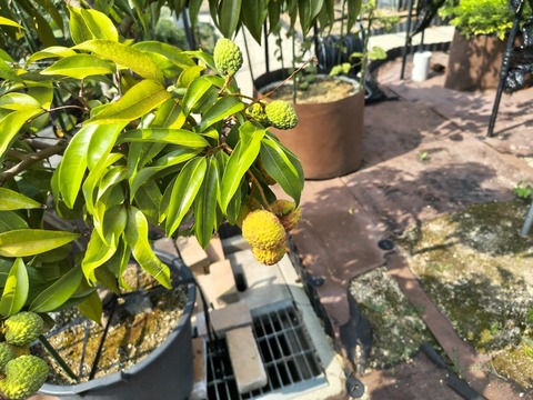 IMG_20260716_153052254_HDR