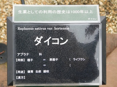 DSCN6251