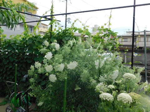 DSCN4410