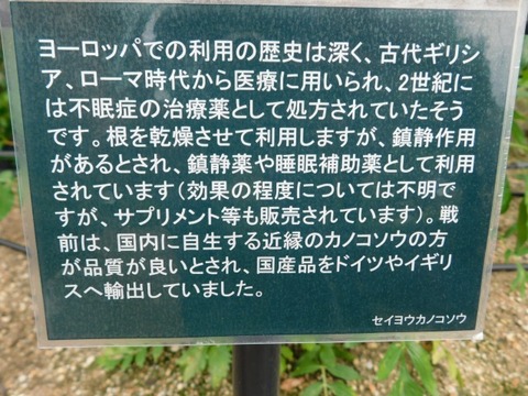 DSCN6876