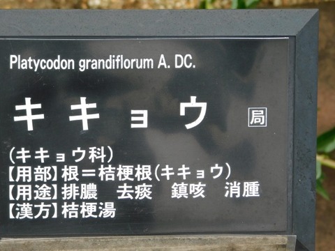 DSCN6983