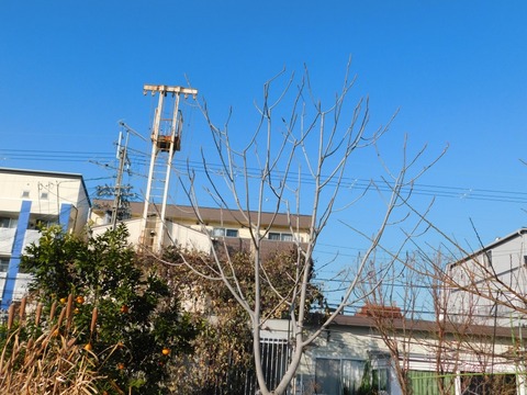 DSCN5996