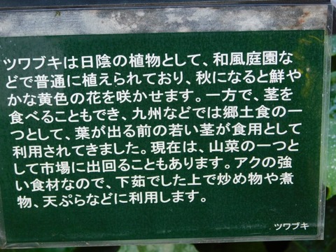 DSCN3062