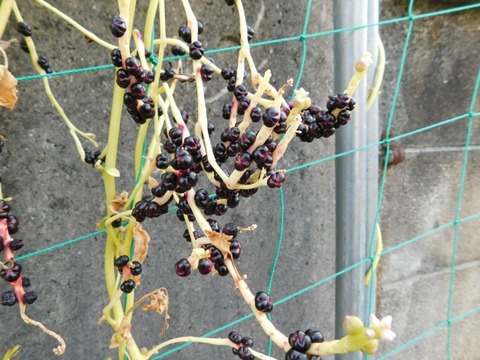 DSCN3037