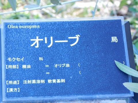 DSCN5417