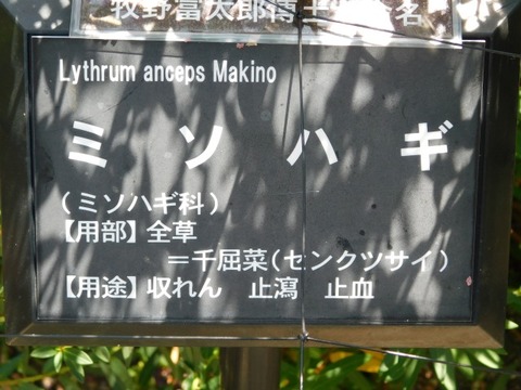 DSCN7243