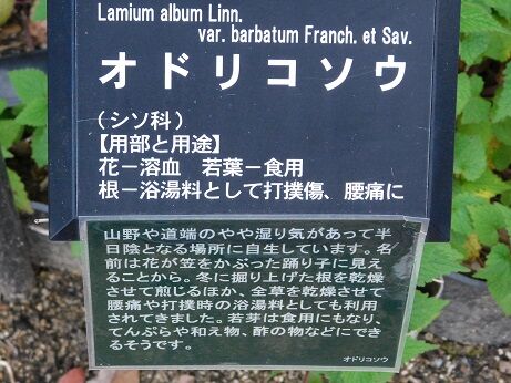 DSCN9039