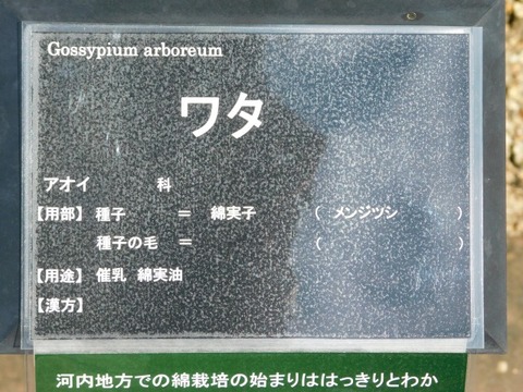 DSCN7423