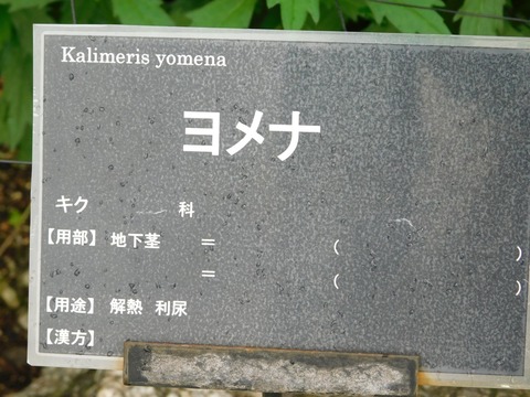 DSCN4339