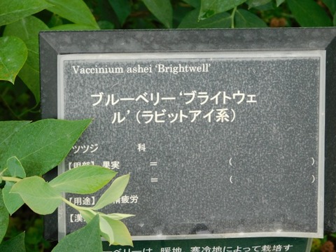 DSCN6809