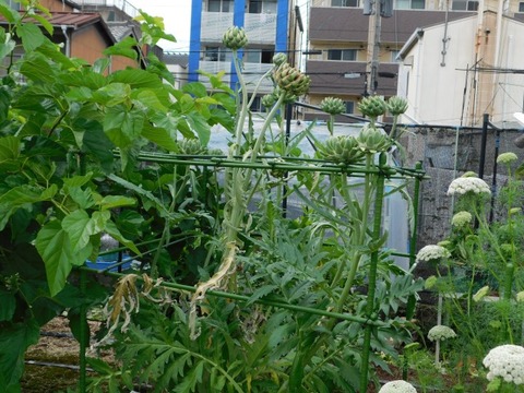 DSCN6881
