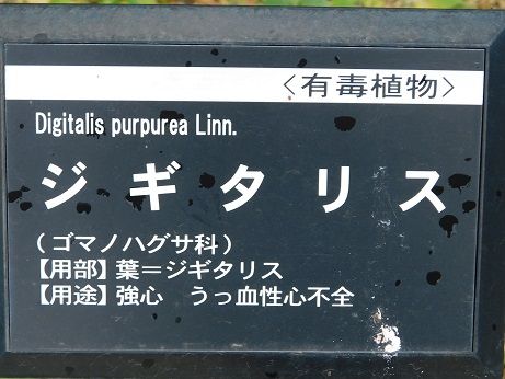 DSCN1981