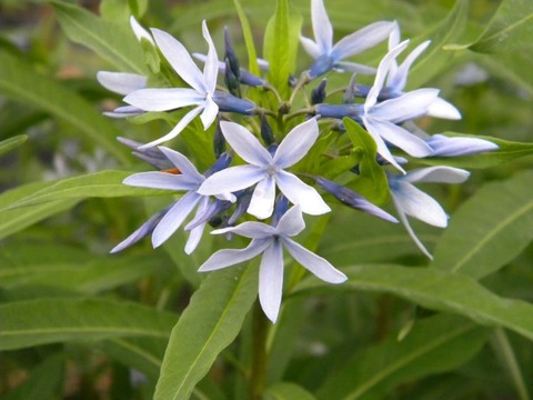 DSCN8981