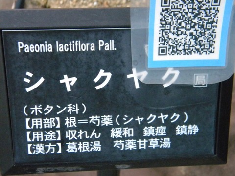 DSCN8462