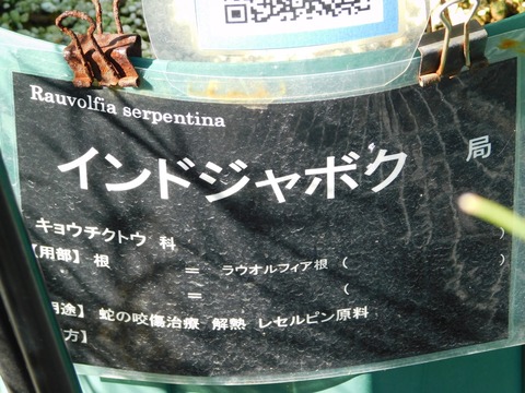 DSCN5415