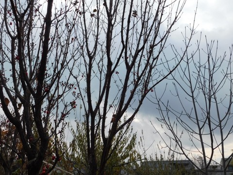 DSCN3366