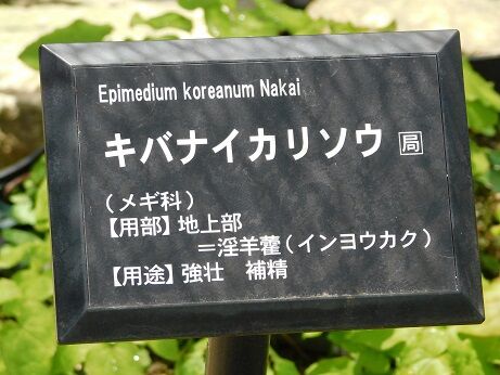 DSCN9231