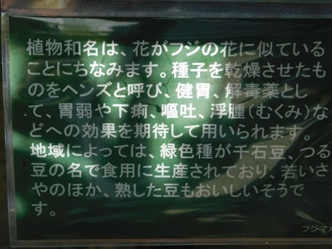DSCN5396