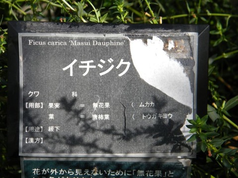 DSCN9961