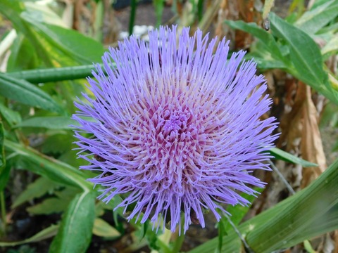 DSCN4393
