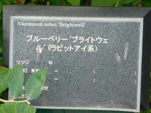 DSCN7287