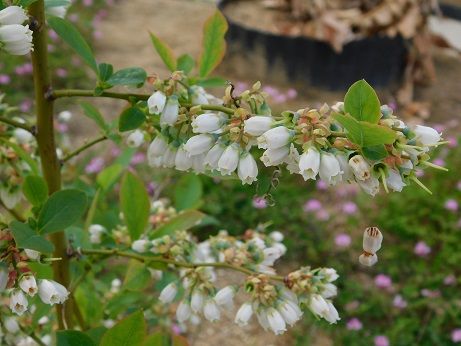 DSCN2513