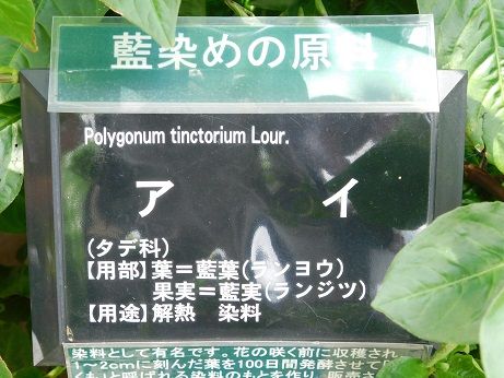 DSCN6076