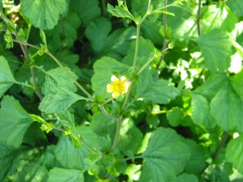 DSCN9452