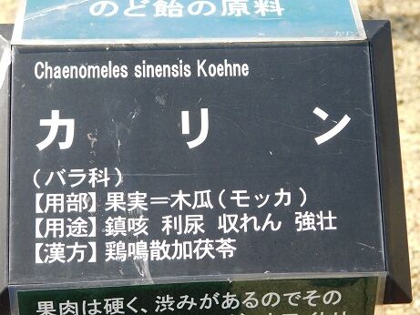 DSCN7160
