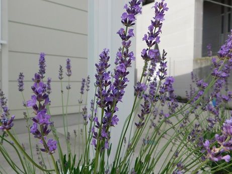 現在の開花状況 近畿大学 薬用植物園のブログ