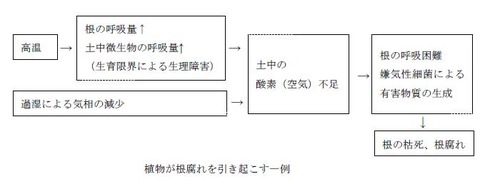 根腐れ例
