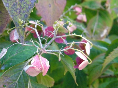DSCN8399