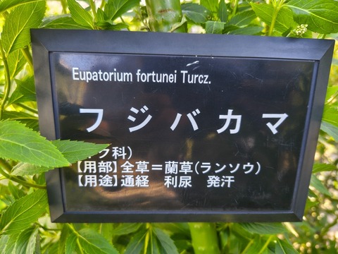 IMG_20261003_141946274_HDR