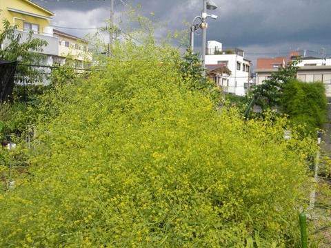 DSCN0002