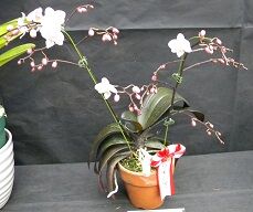 DSCN2952