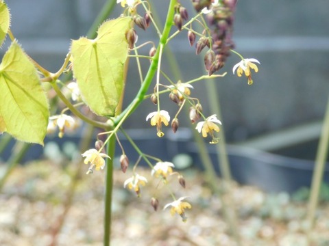 DSCN6346