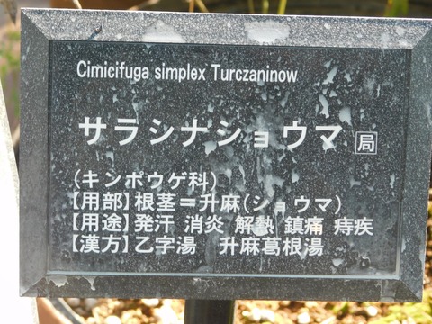 DSCN5475