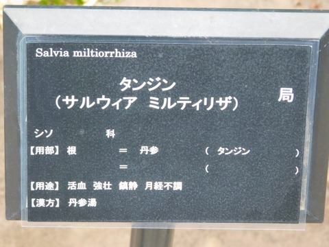 DSCN6981