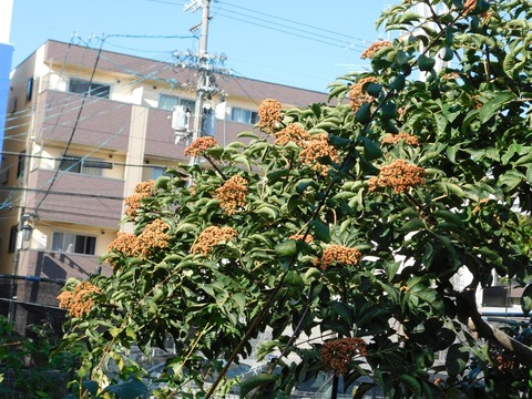DSCN5425