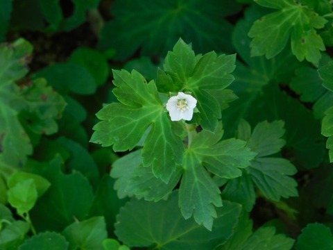 DSCN7257