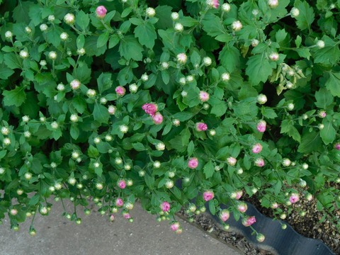 DSCN5548