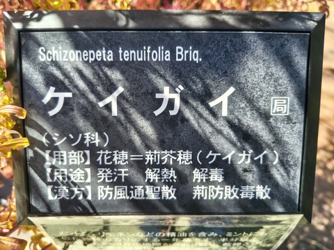 IMG_20261008_133903100_HDR