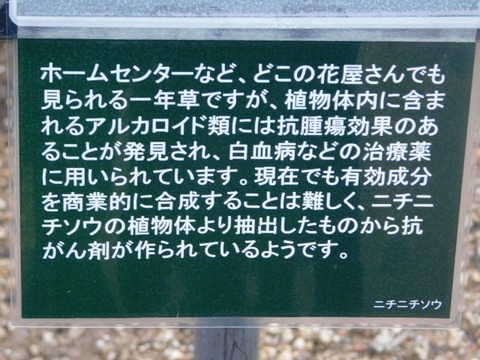 DSCN7121