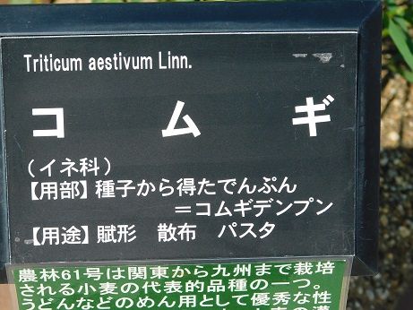 DSCN4504