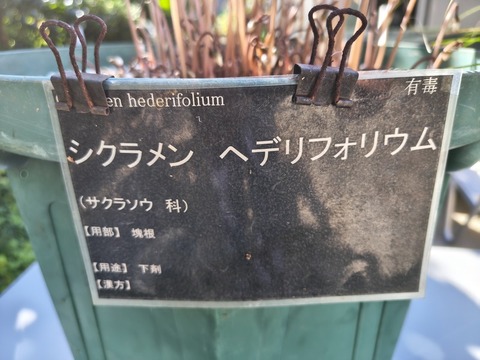 IMG_20261003_140745610_HDR