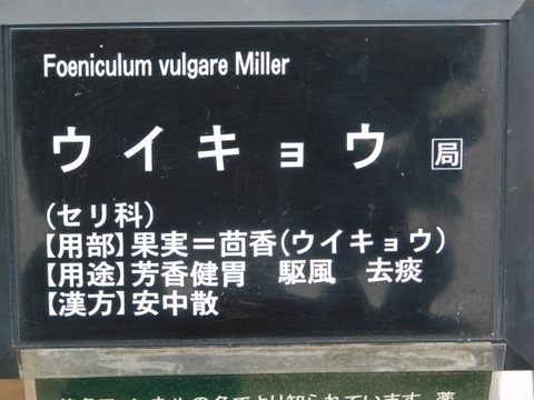 DSCN6215