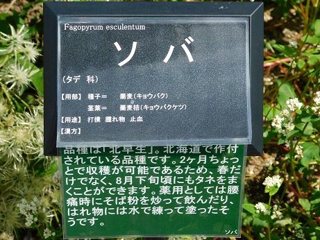 DSCN3669